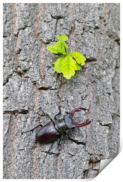 Stag Beetle Climbing Oak Tree Print by Arterra 