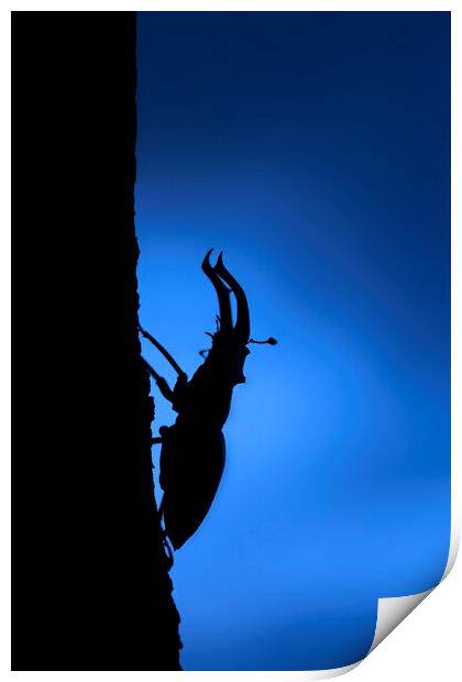 European Stag Beetle at Night Print by Arterra 