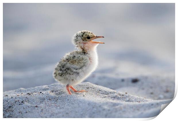 Cute Little Tern Chick Print by Arterra 