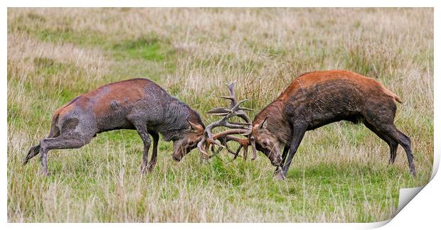 Fight of Rutting Red Deer Stags Print by Arterra 
