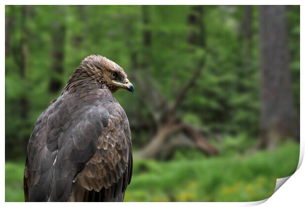 Lesser Spotted Eagle Print by Arterra 