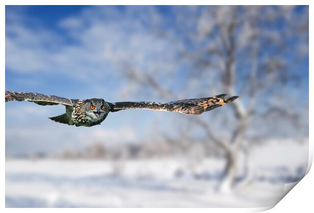 Eurasian Eagle Owl Flying over Heathland in Winter Print by Arterra 