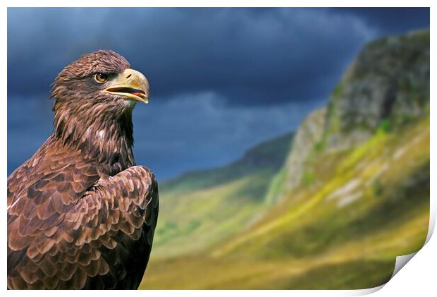 Golden Eagle in the Scottish Highlands Print by Arterra 