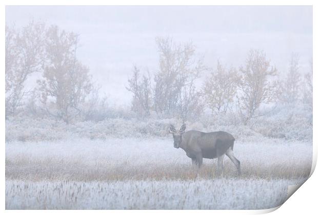 Young Moose in the Fog Print by Arterra 