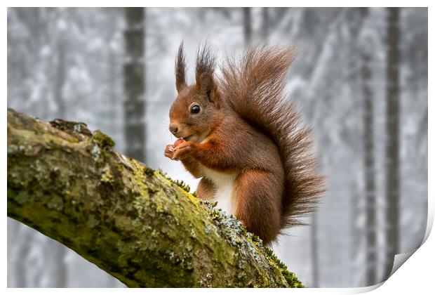 Scottish Red Squirrel in Tree in Winter Woodland Print by Arterra 