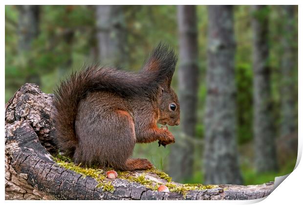 Scottish Red Squirrel Eating Nuts in Wood Print by Arterra 