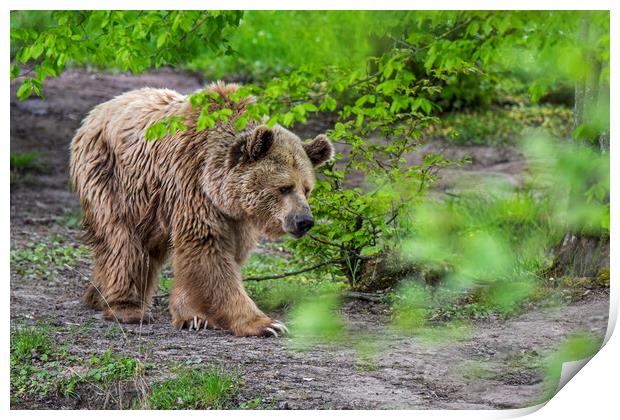 Brown Bear in Forest Print by Arterra 