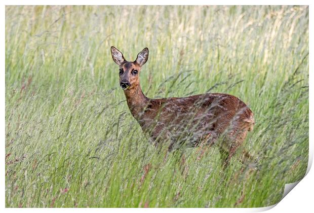 Roe Deer in Tall Gras Print by Arterra 
