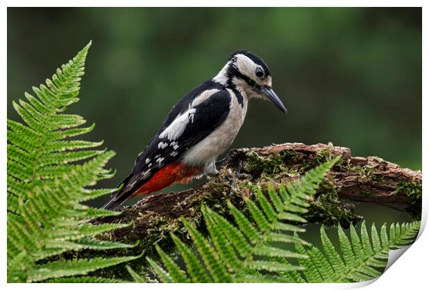 Great Spotted Woodpecker Print by Arterra 