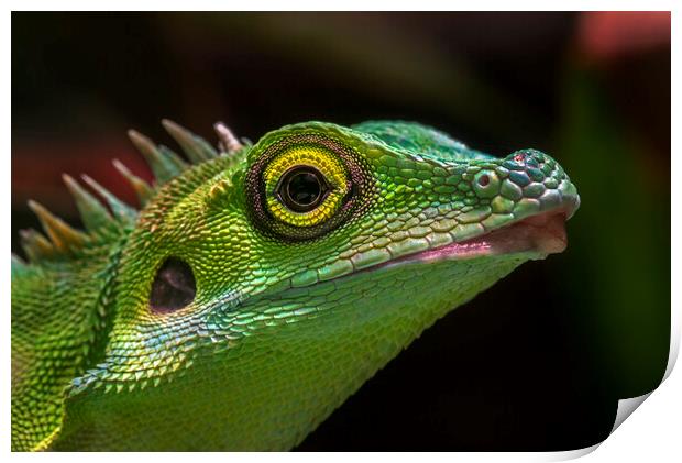 Green Crested Lizard Print by Arterra 