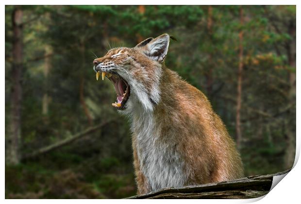 Yawning Lynx Print by Arterra 