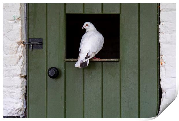 White Pigeon Print by Arterra 