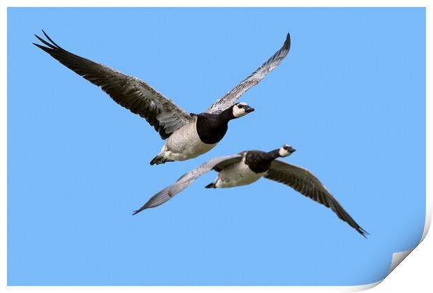 Two Barnacle Geese in Flight Print by Arterra 