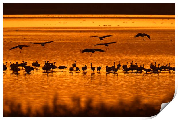 Cranes at Sunset Print by Arterra 