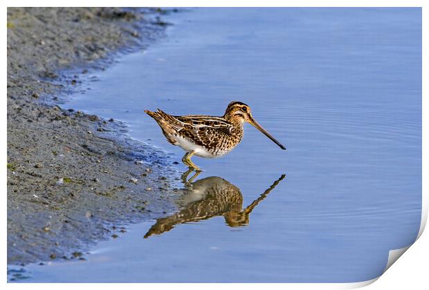 Common Snipe Reflection Print by Arterra 