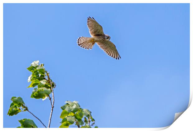 Common Kestrel Hovering Print by Arterra 