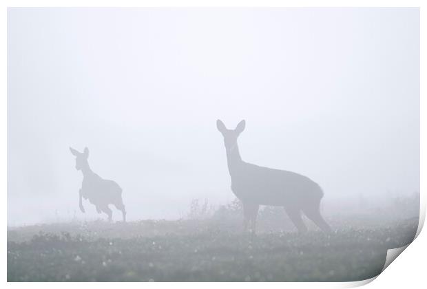 Roe Deer with Young in the Mist Print by Arterra 