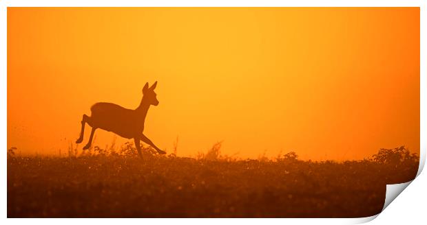Roe Deer Running in Field at Sunset Print by Arterra 