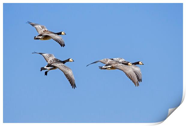 Barnacle Geese in Flight Print by Arterra 