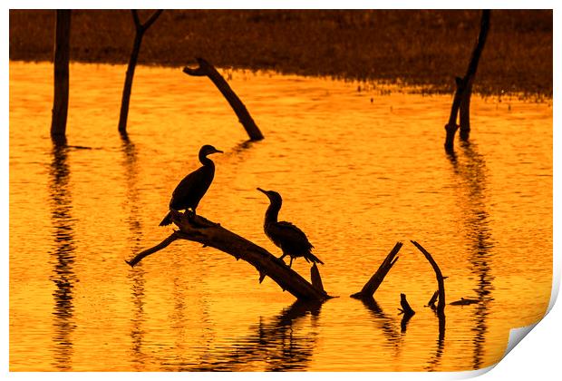 Two Great Cormorants at Sunset Print by Arterra 