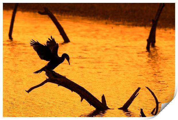 Great Cormorant Silhouette at Sunset Print by Arterra 