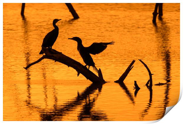 Great Cormorant Silhouettes at Sunset Print by Arterra 