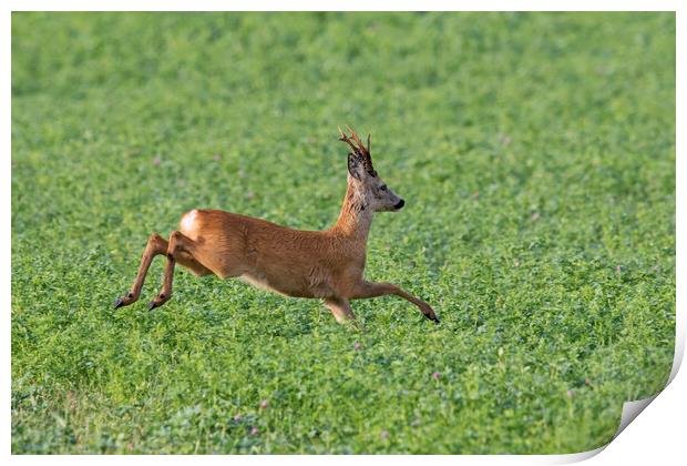 Roe Deer Running in Field Print by Arterra 