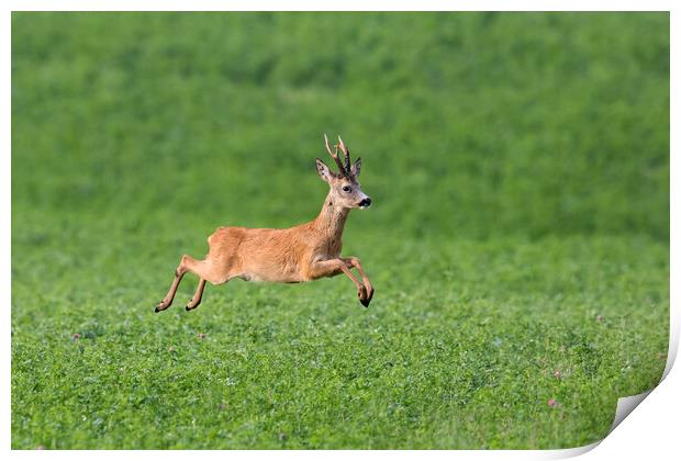 Fleeing Roe Deer Buck Print by Arterra 