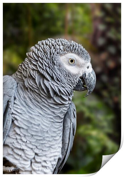 Congo Grey Parrot Print by Arterra 