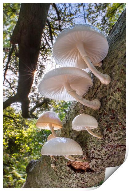 Porcelain Fungus on Tree Trunk Print by Arterra 