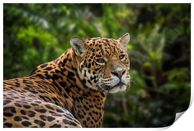 Jaguar in Rain Forest Print by Arterra 