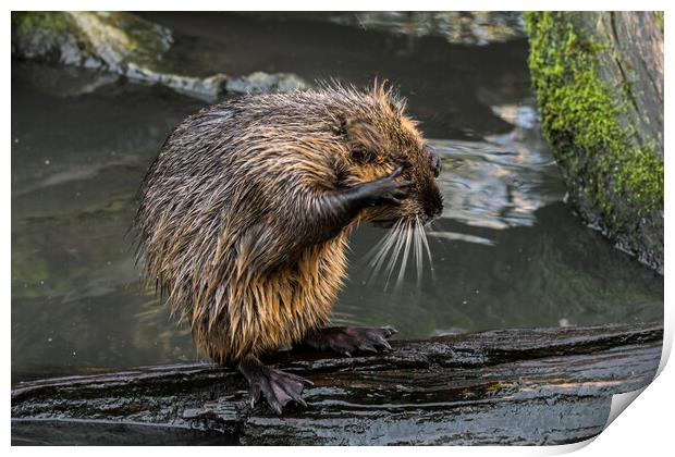 Coypu Rubbing Head Print by Arterra 