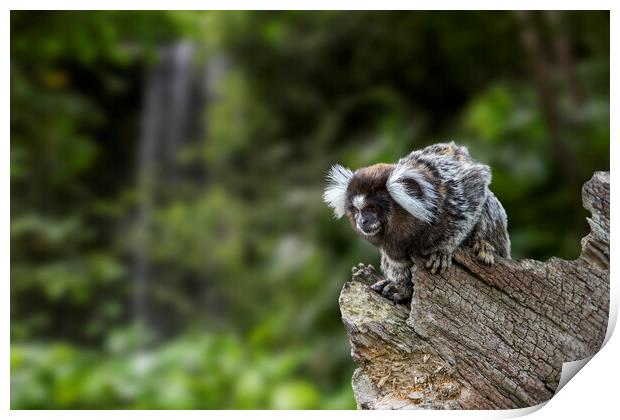 Marmoset Monkey in Rain Forest Print by Arterra 