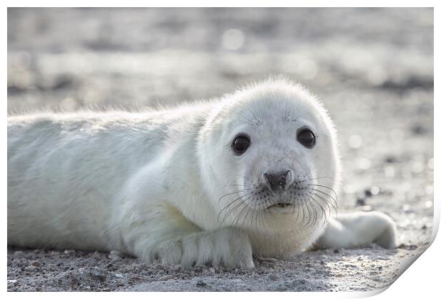 Cute Grey Seal Pup Print by Arterra 