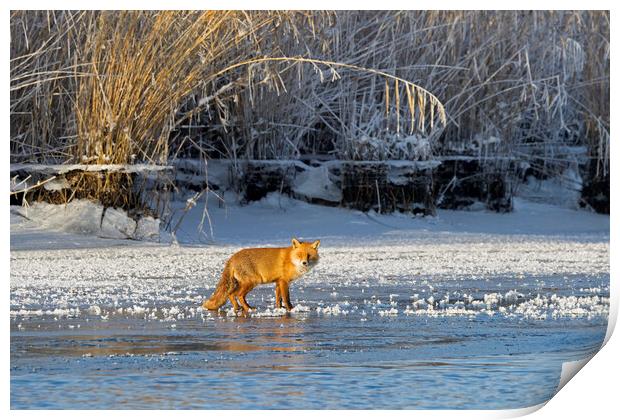 Red Fox in Winter Print by Arterra 