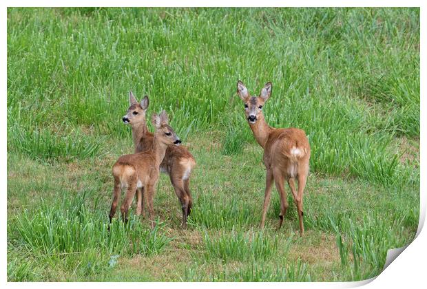 Roe Deer with Young in Field Print by Arterra 