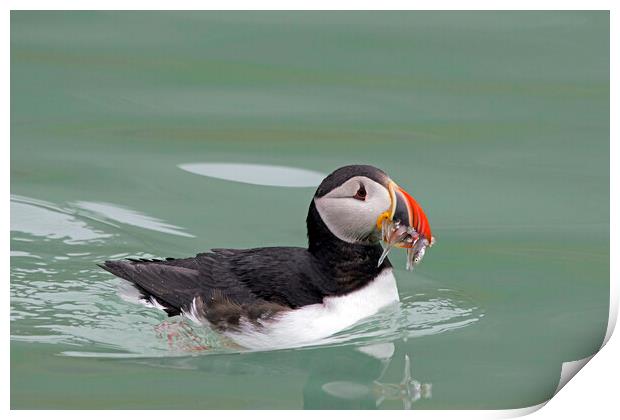 Atlantic Puffin Swimming with Sandeels Print by Arterra 