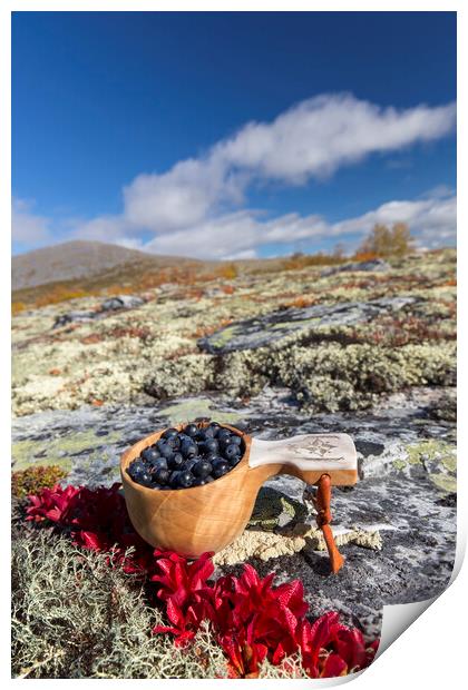 Harvested Blueberries on the Tundra Print by Arterra 