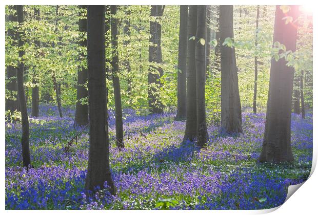 Bluebells in Beech Forest at Dawn Print by Arterra 