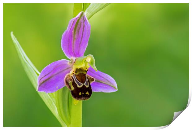 Bee Orchid Print by Arterra 