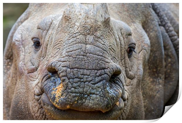 Indian Rhinoceros Print by Arterra 