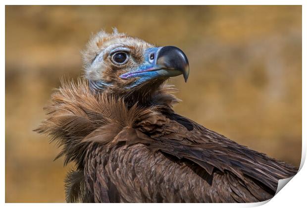 Cinereous Vulture Print by Arterra 