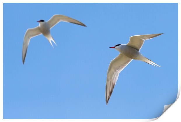 Two Common Terns Flying Print by Arterra 