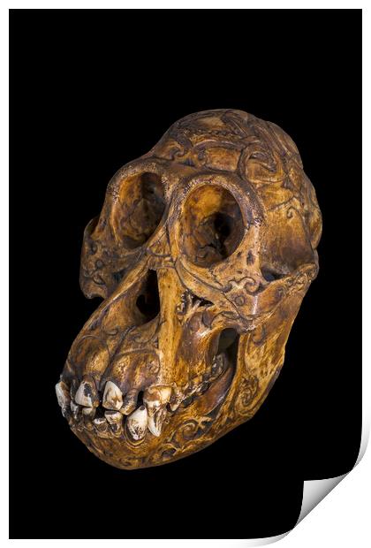 Bornean Orangutan Skull Print by Arterra 