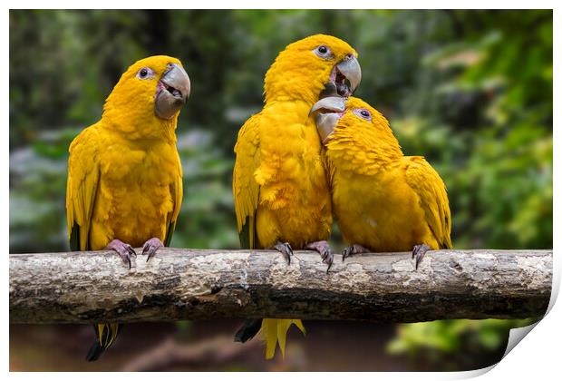 Golden Parakeets Print by Arterra 