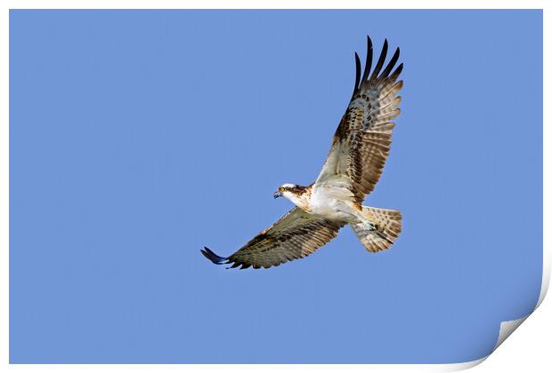 Flying Osprey Print by Arterra 
