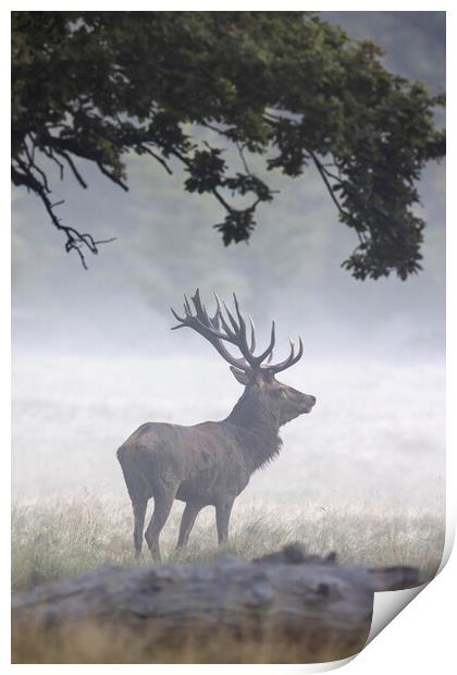 Red Deer Stag in Autumn Mist Print by Arterra 