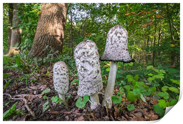 Shaggy Ink Cap Mushrooms in Woodland Print by Arterra 