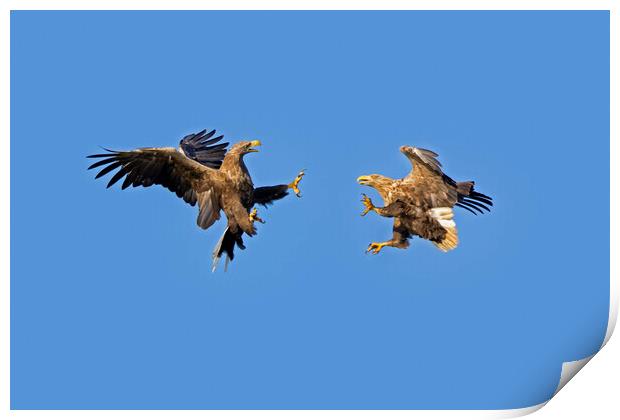 Fighting White-Tailed Sea Eagles Print by Arterra 