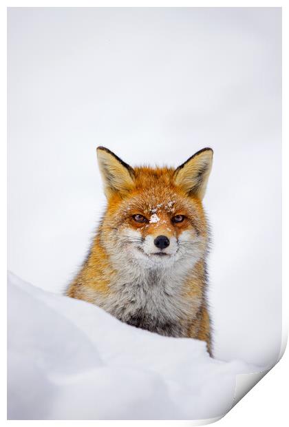 Red Fox during Snowfall Print by Arterra 